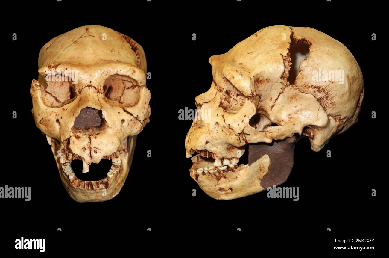Crâne Homo heidelbergensis 5 Atapuerca Banque D'Images