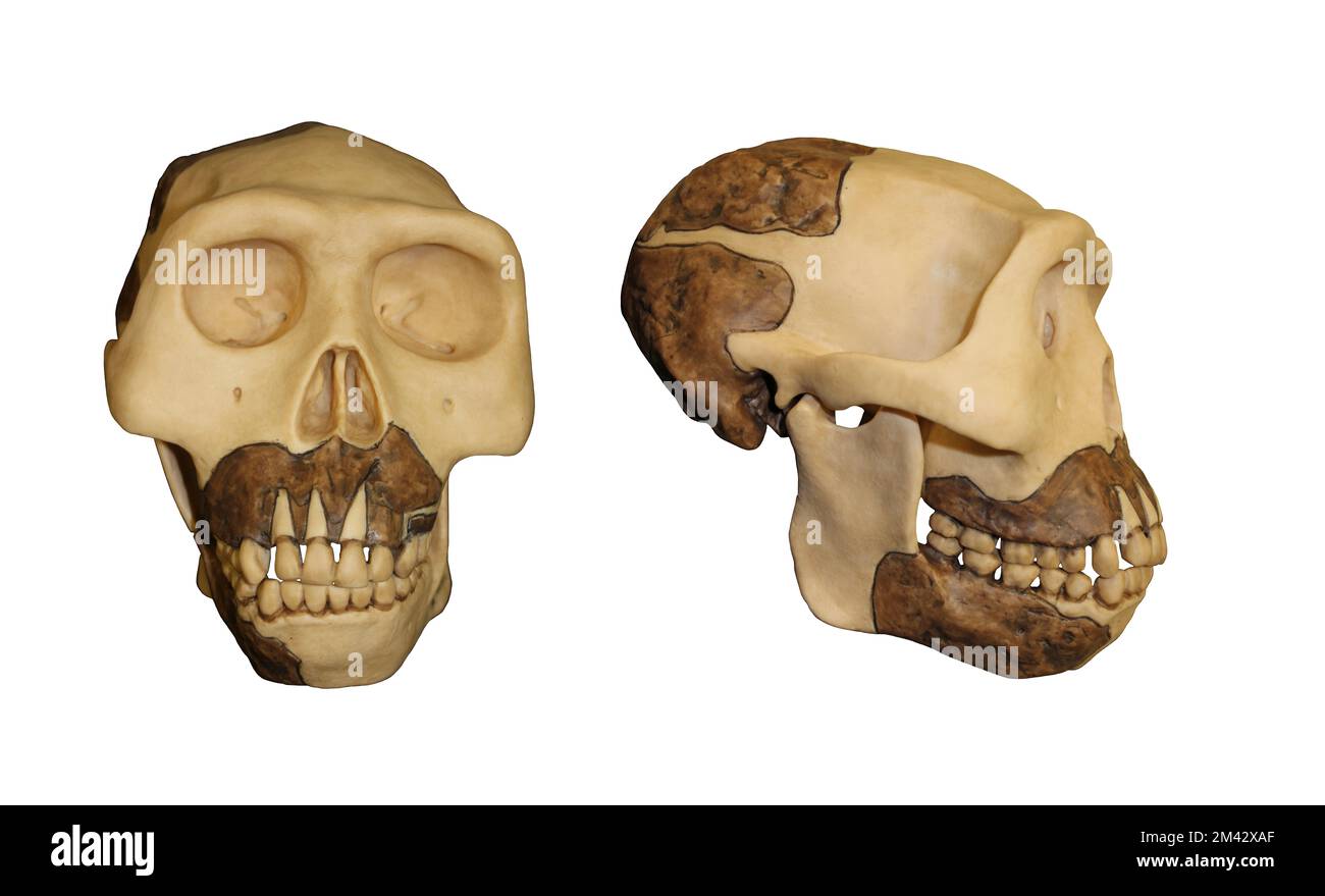 Comparaison frontale de l'Homo erectus de Java Man Banque D'Images