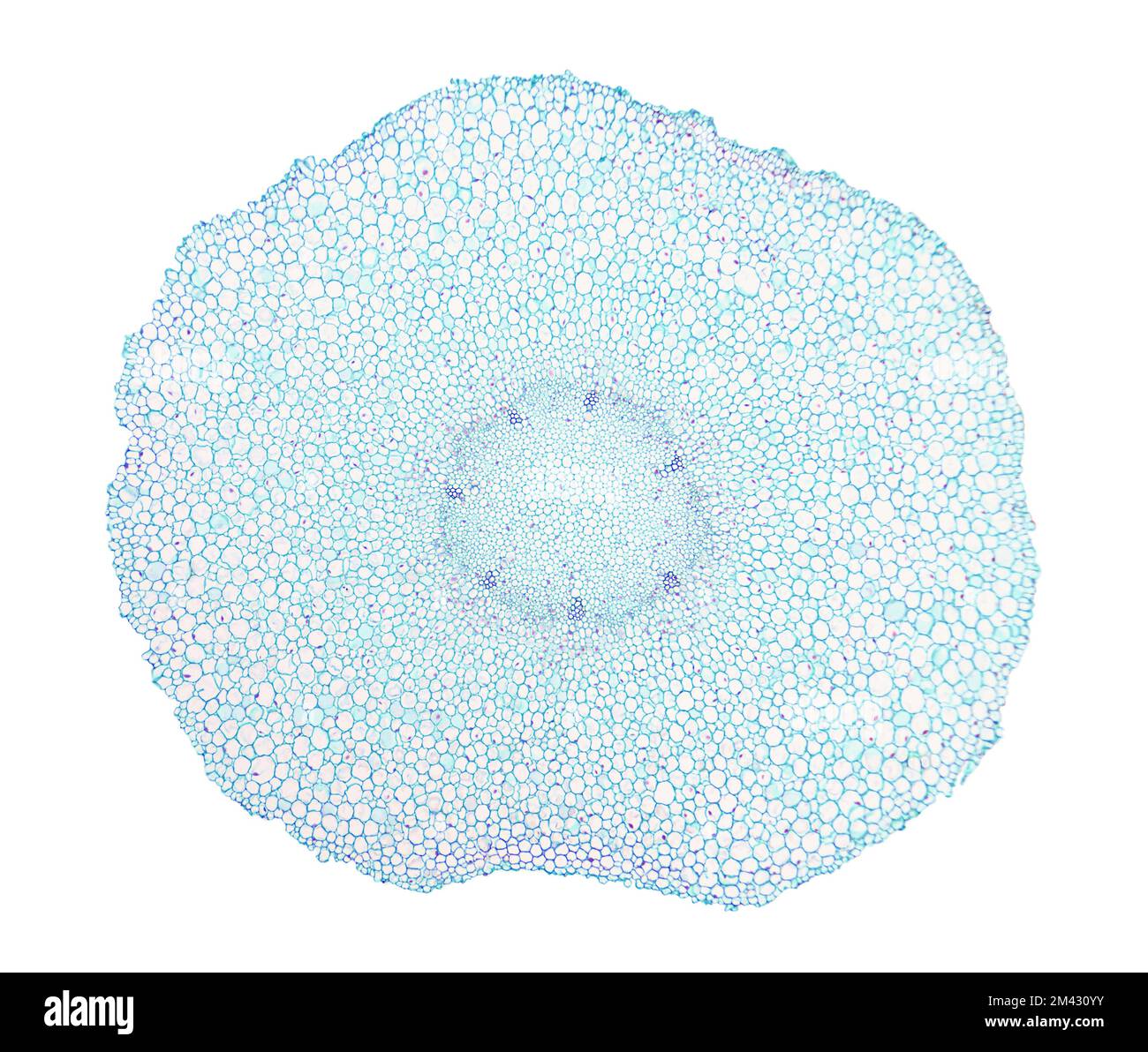 Jeune racine de haricot large, section transversale entière d'une racine de haricot de fava, Vicia faba, sous le microscope léger. Banque D'Images