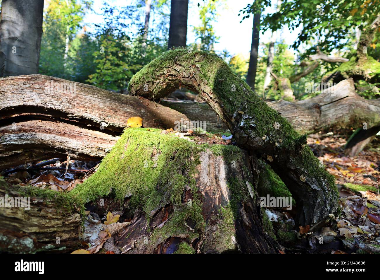 Verrottende Bäume im Natur- und Landschaftzschutzgebiet Urwald Sababurg, Reinhardswald, Hessen, Deutschland, Hofgeismar Banque D'Images