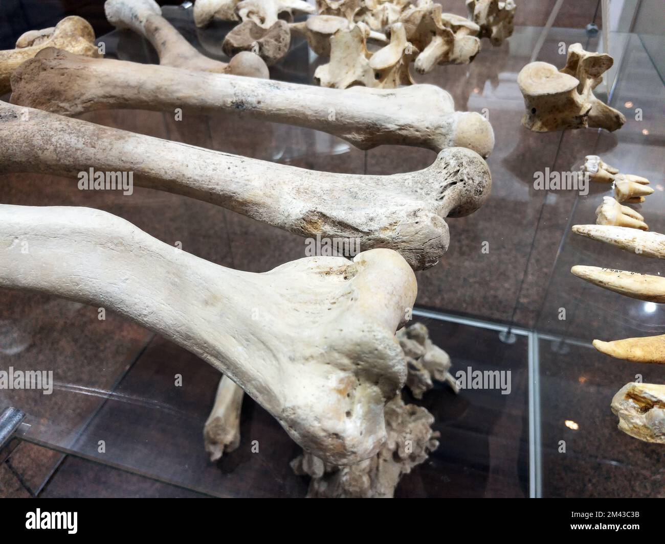 OS et restes d'animaux anciens dans le musée sur une étagère en verre dans une rangée Banque D'Images