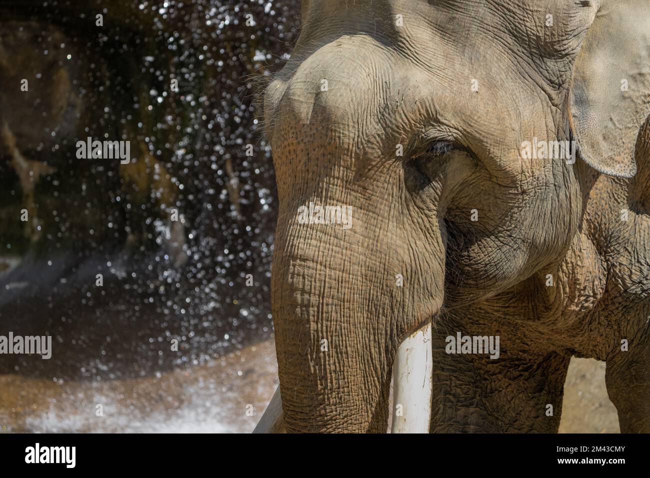 Un éléphant d'Asie près d'une chute d'eau dans le zoo de Los Angeles en Californie. Banque D'Images