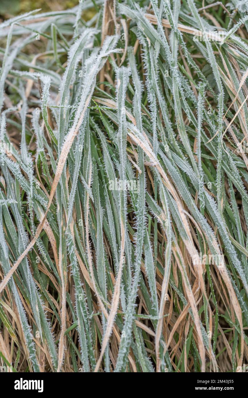 Enchevêtrement de feuilles d'herbe fanée et effondré par forte gelée hiver gel, ce qui pourrait causer le gel intercellulaire dans les feuilles. Frosty White quitte Banque D'Images