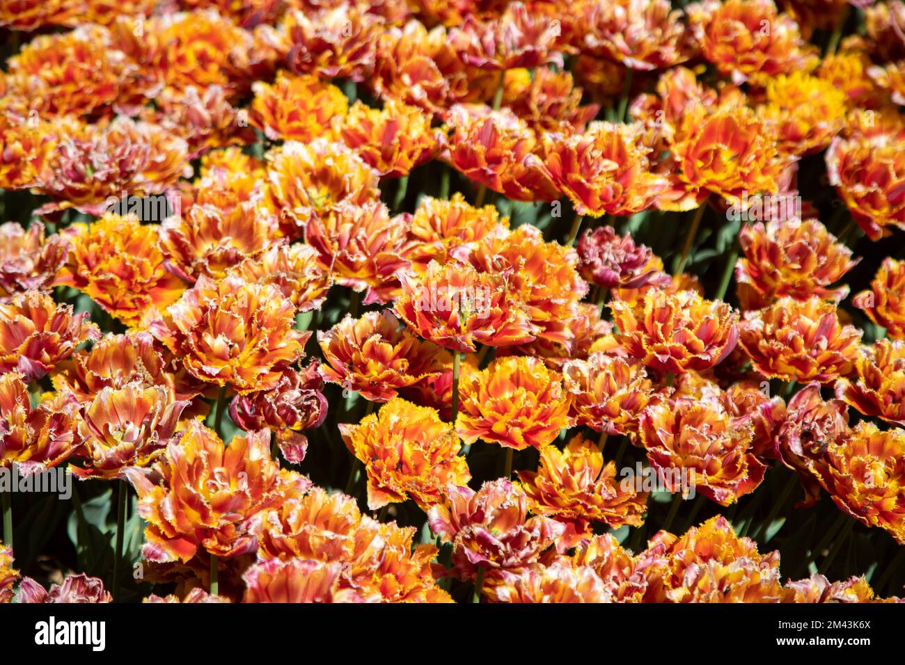 Gros plan de nombreuses tulipes orange Banque D'Images