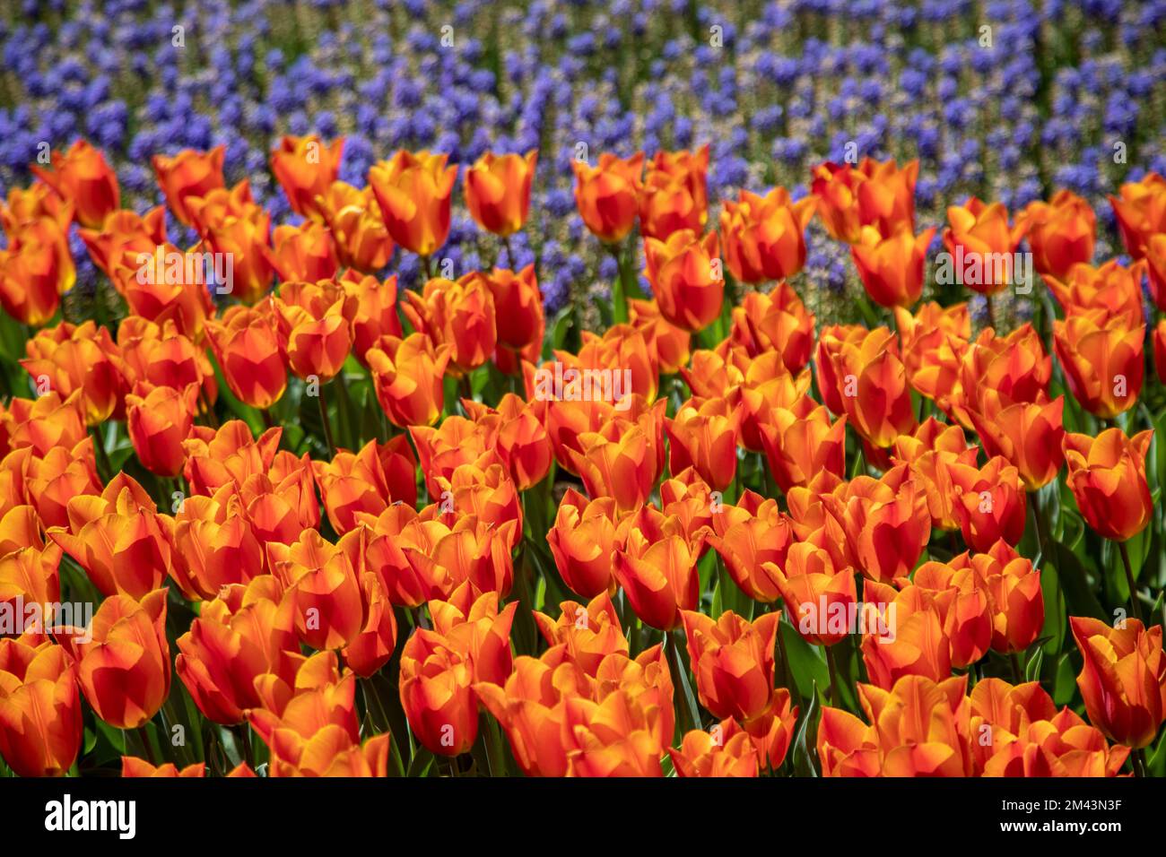 Tulipes d'orange dans le jardin, saison de printemps Banque D'Images