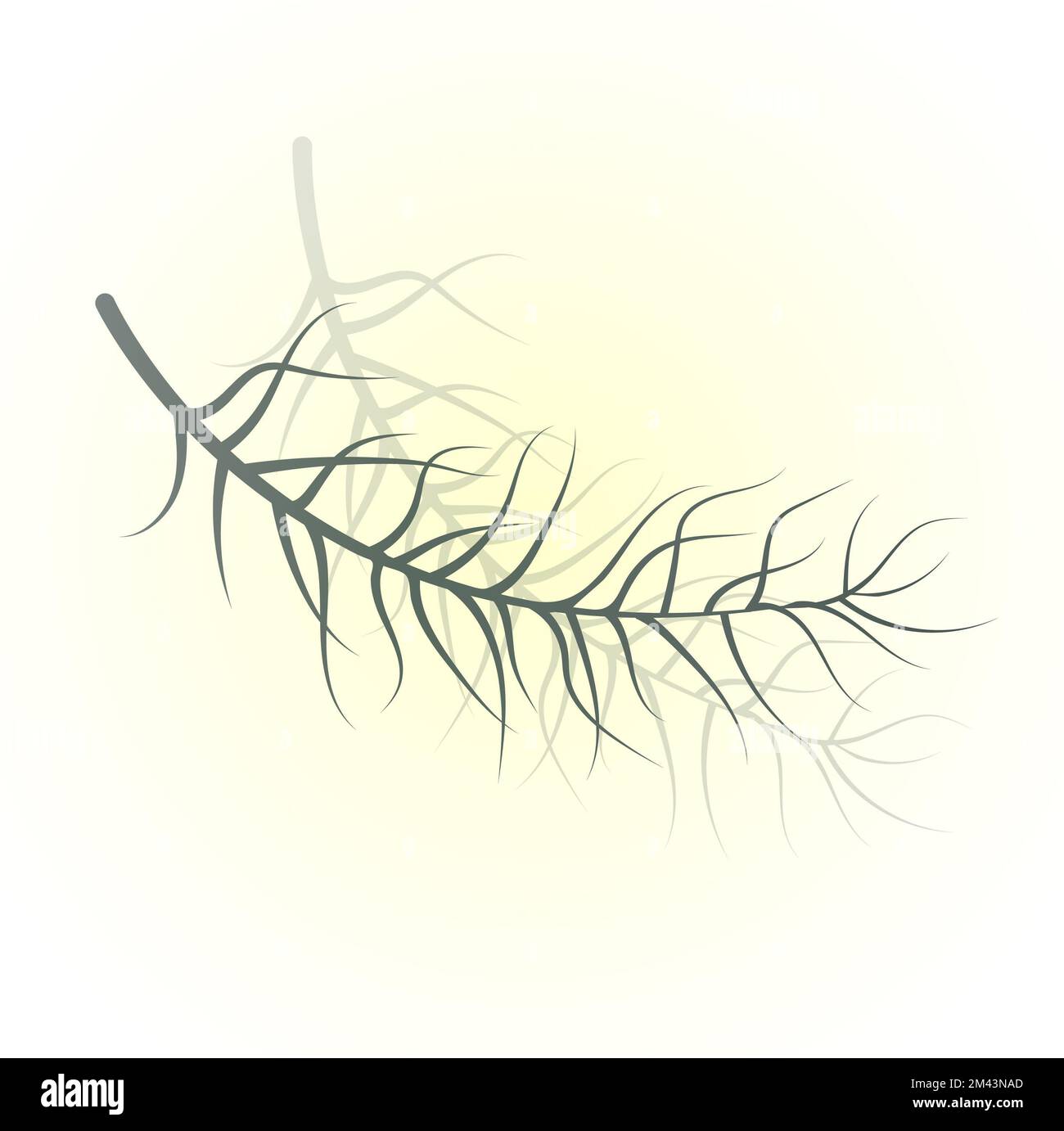 feuilles et germes verts réalistes isolés sur fond blanc. Illustration de la branche de feuilles vertes Banque D'Images