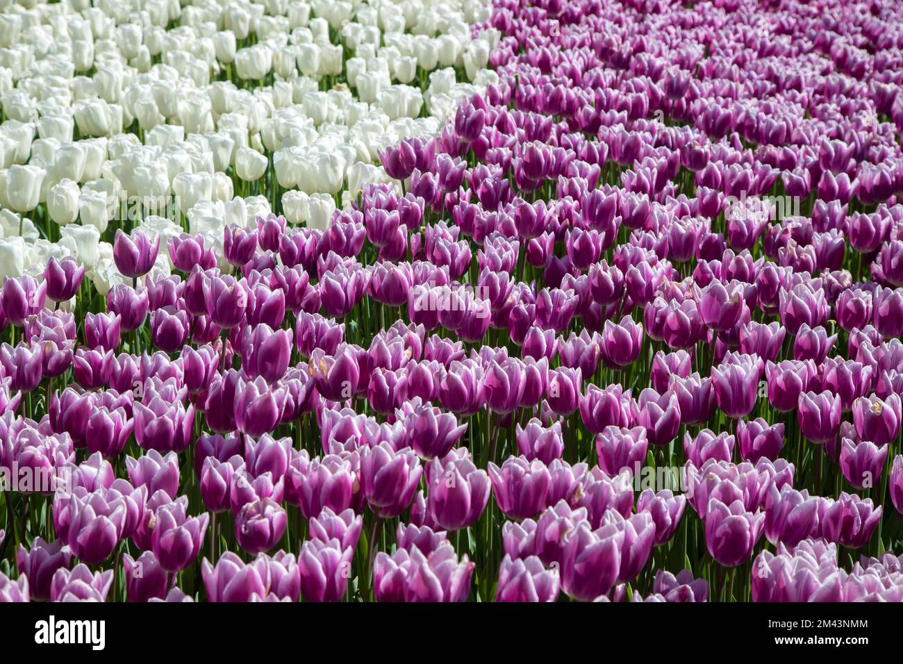 Beaucoup de tulipes pourpres et blanches dans le jardin Banque D'Images