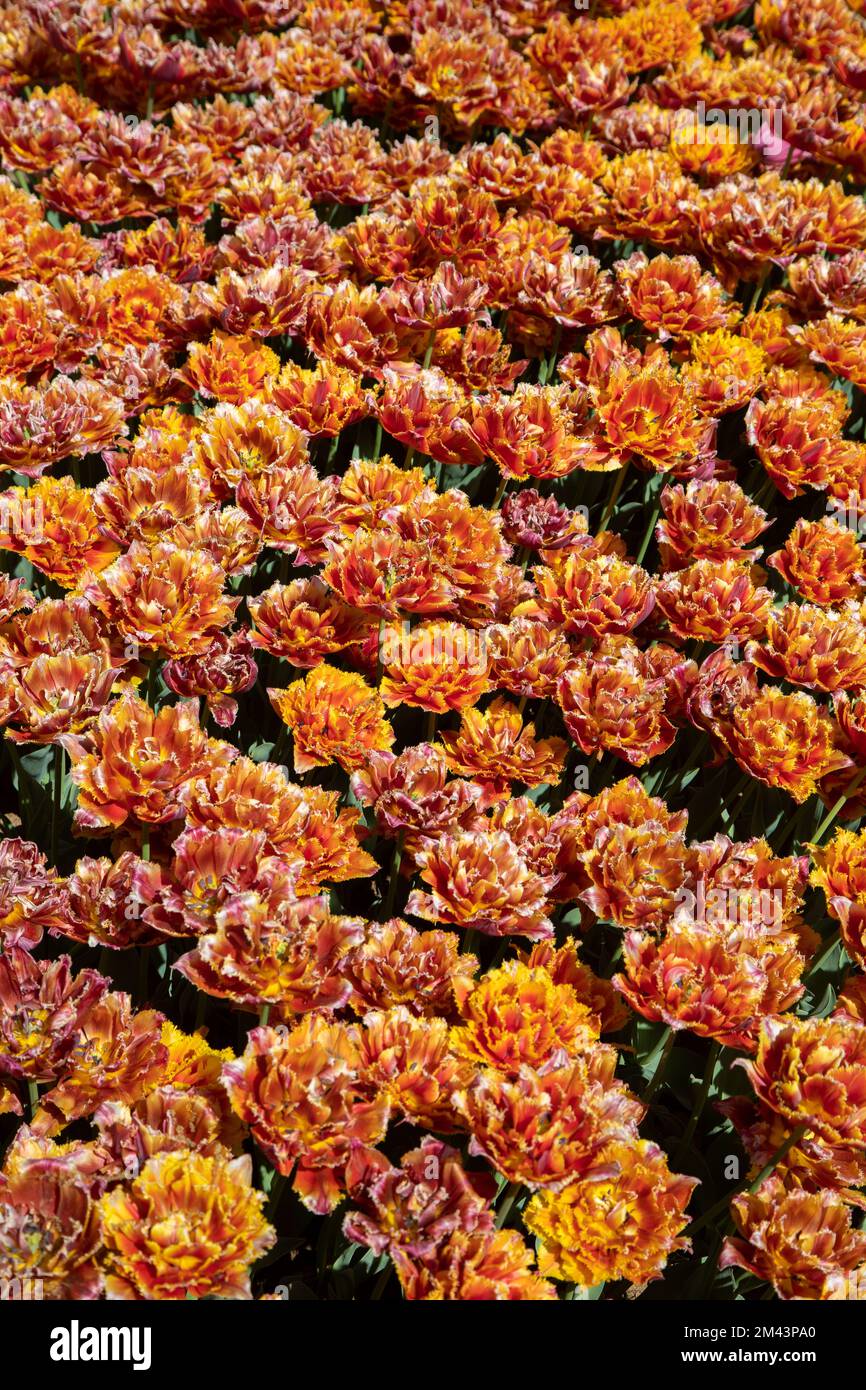 Gros plan de nombreuses tulipes orange Banque D'Images
