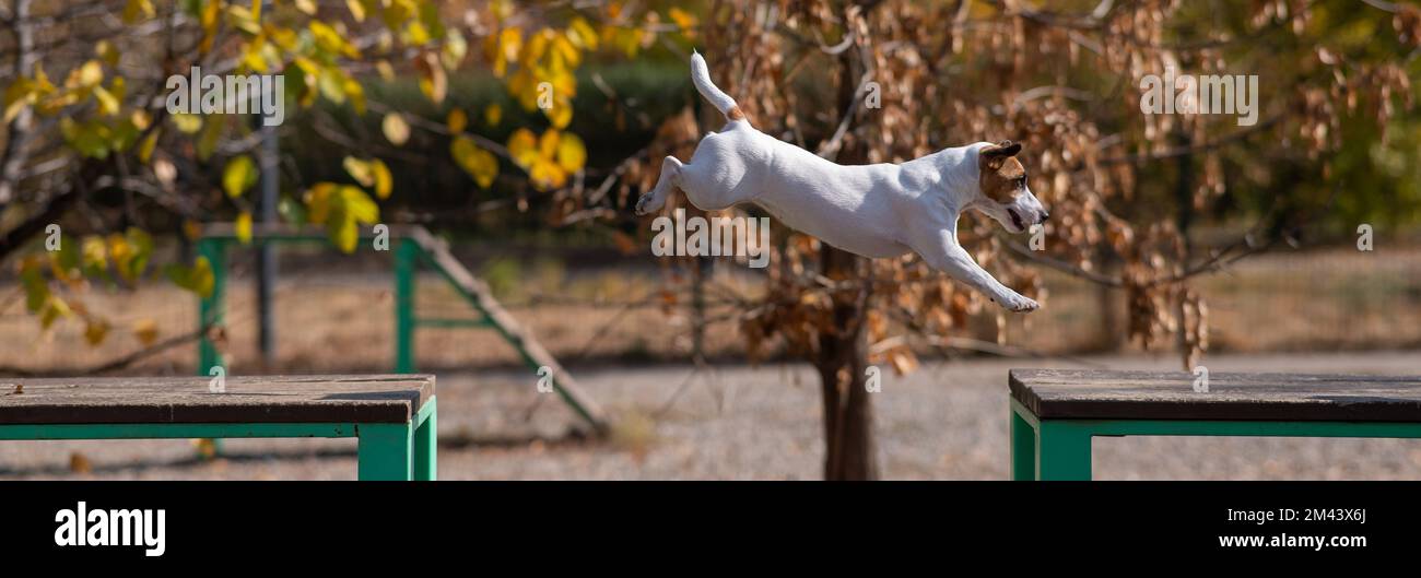 Le chien Jack Russell Terrier saute d'un banc en bois à un autre dans l'aire de jeux pour chiens. Banque D'Images Le chien Jack Russell Terrier saute d'un banc en bois à un autre dans l'aire de jeux pour chiens. Banque D'Images