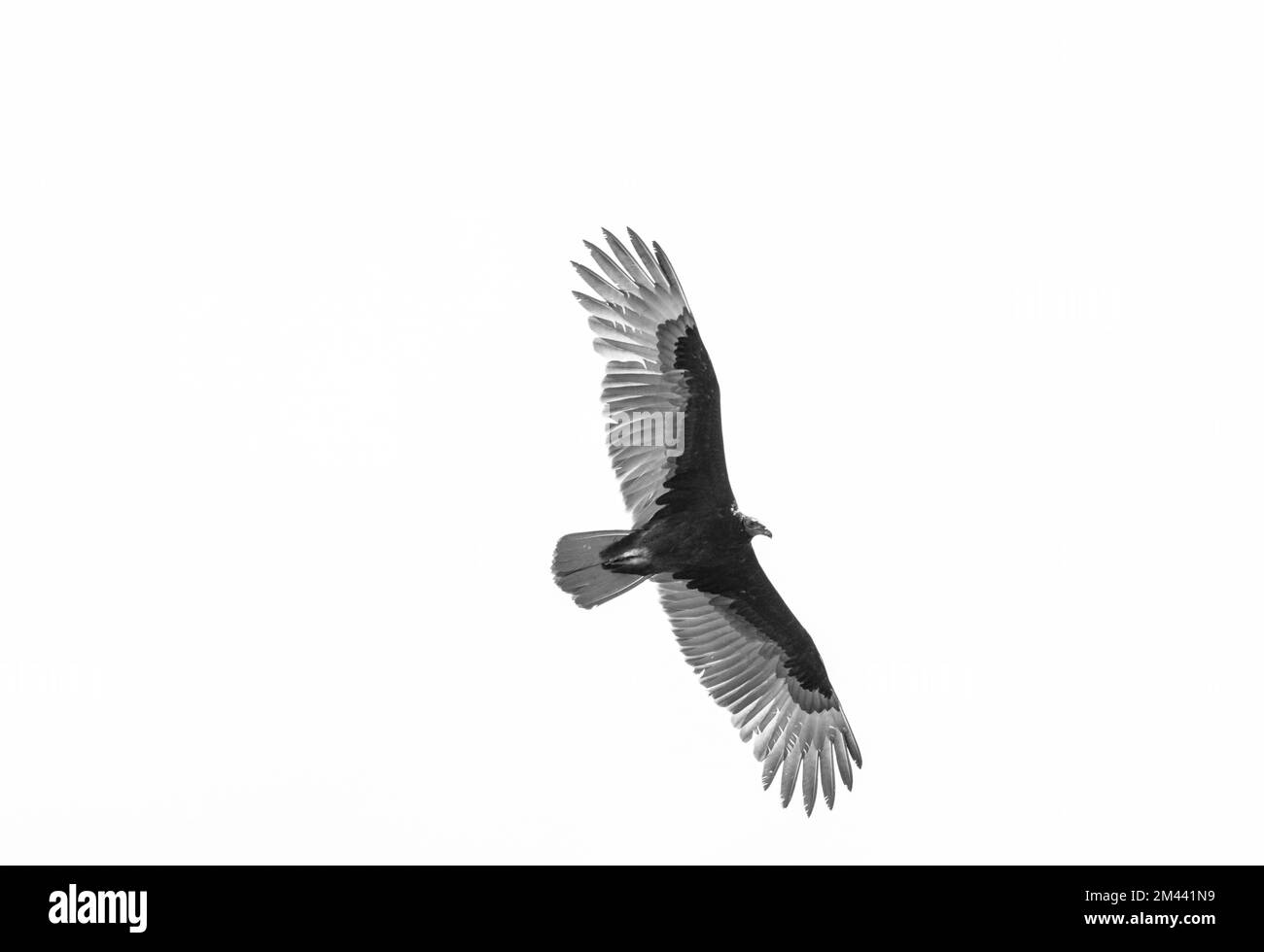 Vulture de la Turquie volante (Cathartes aura) dans la réserve de biosphère de Tehuacan-Cuicatlan Banque D'Images