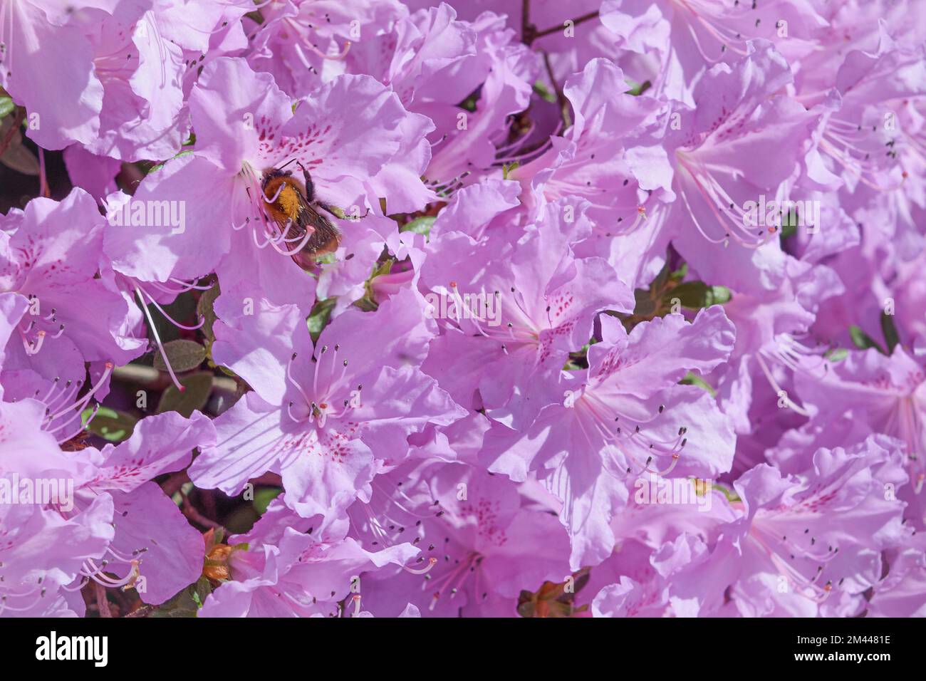 Azalea japonica - Blue Donau avec une abeille sur les fleurs pendant la pollinisation. Gros plan Banque D'Images