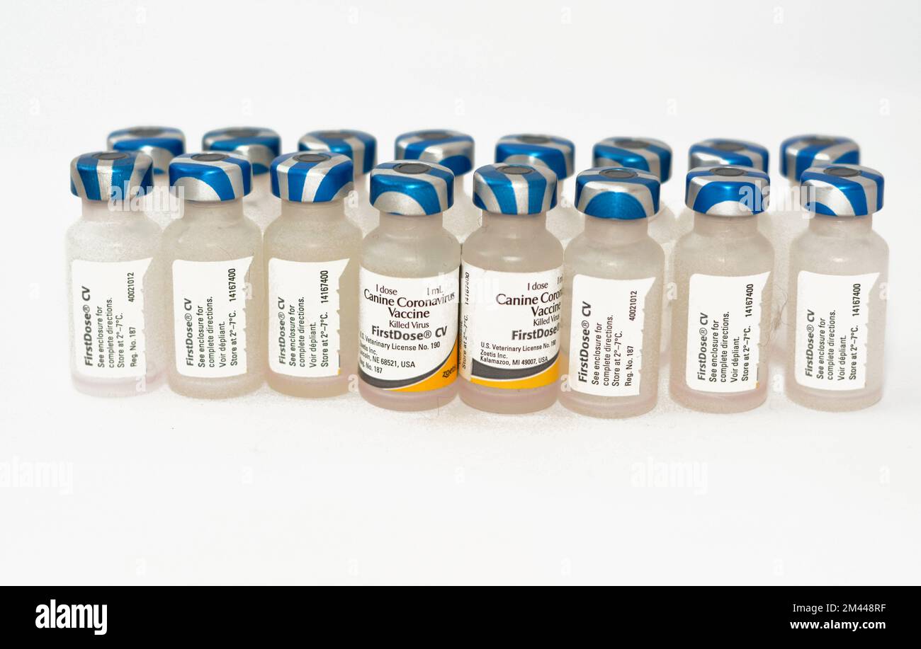 Le Caire, l'Egypte, 17 décembre 2022: Vaccin contre le coronavirus canin, virus inactivé tué, première dose pour les chiens, Vanguard plus et aussi contre le distemper, a Banque D'Images