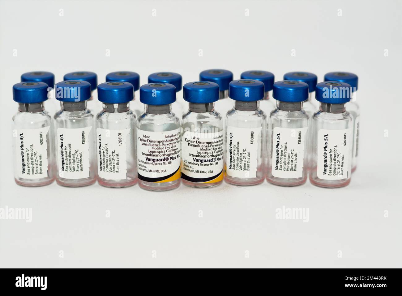 Le Caire, l'Egypte, le 17 décembre 2022: Vanguard plus 5 CV-L vaccin pour les chiens contre le virus de la maladie de carré, adénovirus, parainfluenza, coronavirus, parvovir Banque D'Images