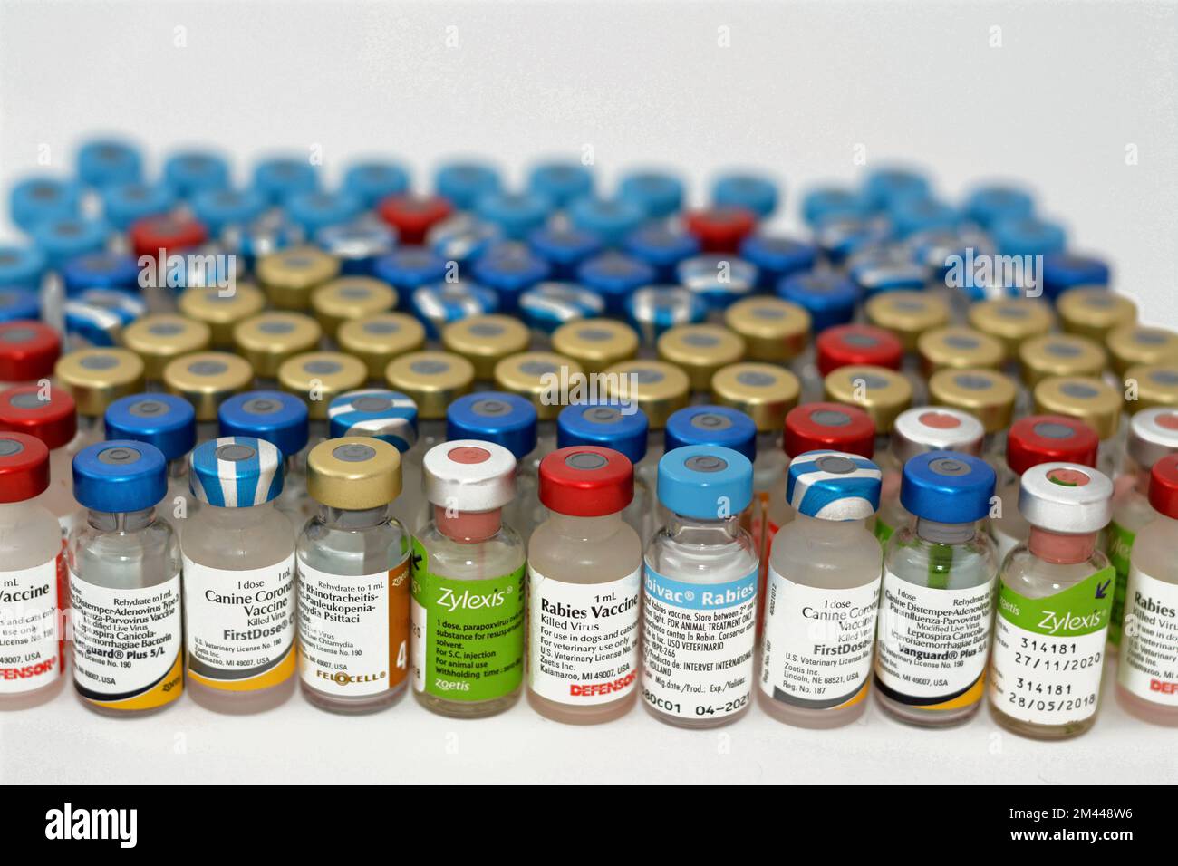 Le Caire, l'Egypte, le 17 décembre 2022 : contexte de différents types de vaccins animaux pour chats, chiens et autres animaux contre divers virus Banque D'Images