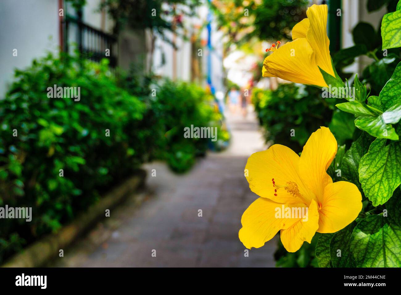 Un gros plan de la fleur de l'hibiscus, arbuste à double floraison. Banque D'Images Un gros plan de la fleur de l'hibiscus, arbuste à double floraison. Banque D'Images
