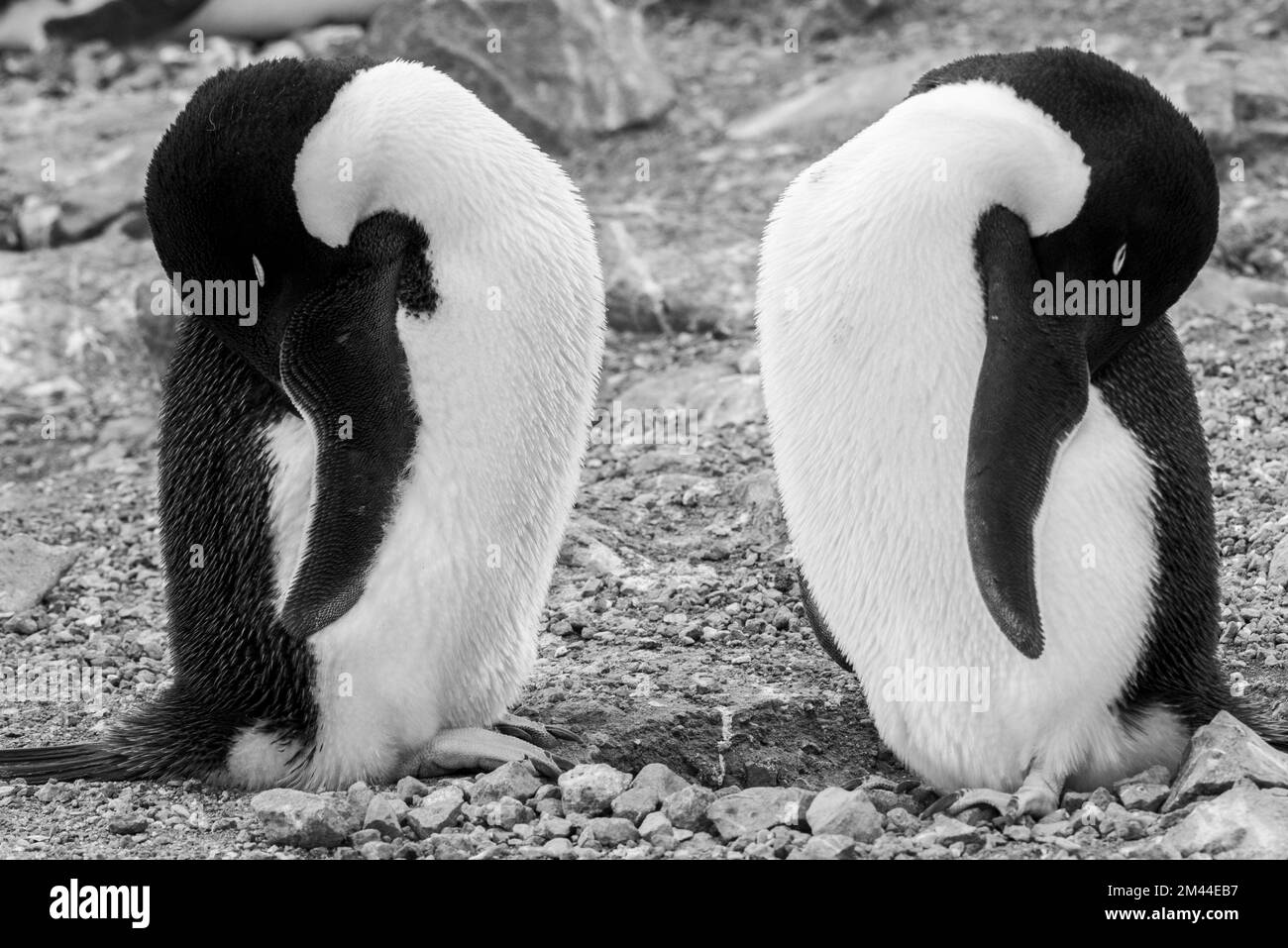 Antarctique, Vega Island alias Devil Island. Colonie nicheuse de pingouins d'Adelie (SAUVAGE : Pygoscelis adeliae) Noir et blanc. Banque D'Images