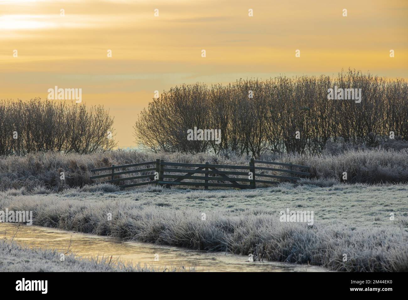 Paysage d'hiver avec porte d'entrée et rangée d'arbres contre le soleil brisant avec des couleurs chaudes et des nuages de voile et premier plan avec le brouillard gelé sur les herbes a Banque D'Images