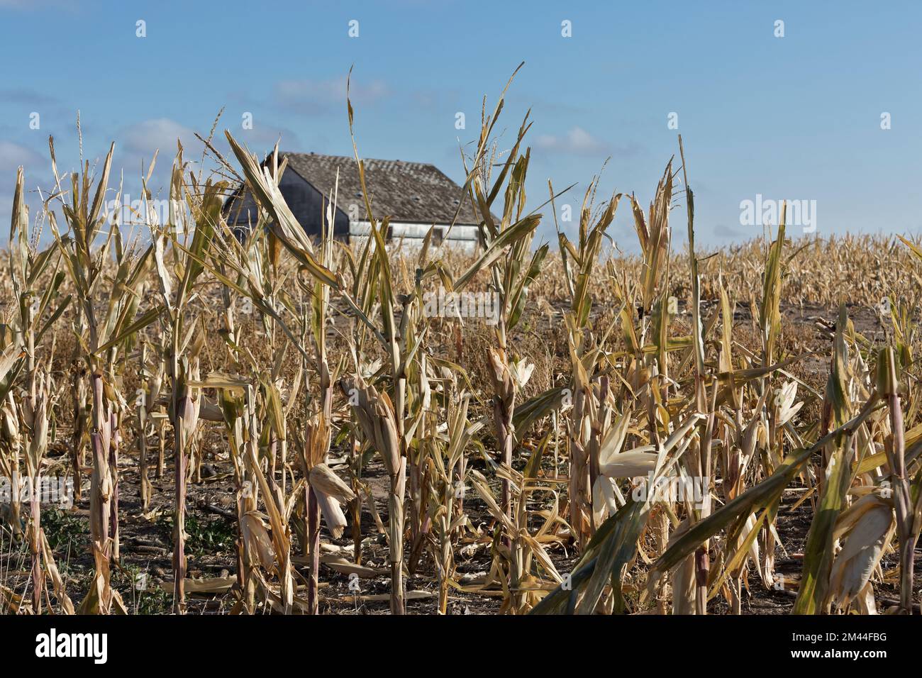 Échec de la récolte de maïs 'Zea mays', manque de précipitations, ancienne grange, fin octobre, Kansas. Banque D'Images
