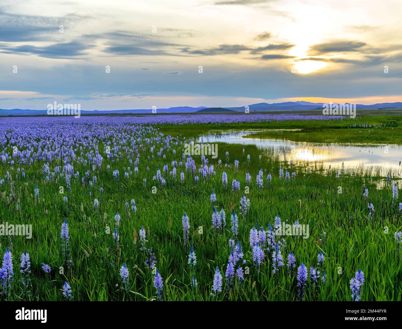 Marais rempli de fleurs sauvages et reflet des nuages au-dessus au coucher du soleil Banque D'Images