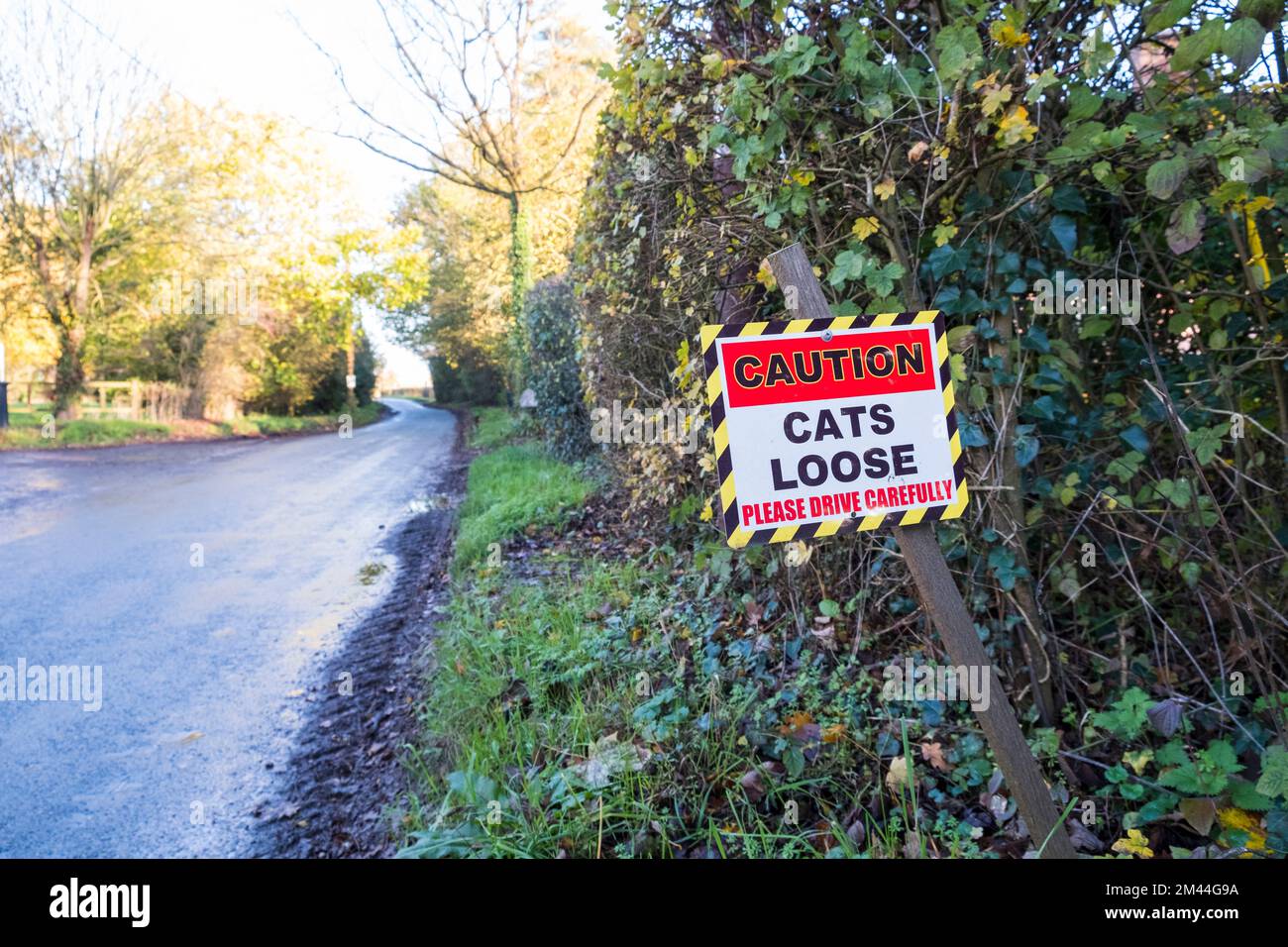 Attention les chats se desserrent, veuillez conduire prudemment. Panneau de croisement des chats. En bord de route, Suffolk, Royaume-Uni. Banque D'Images