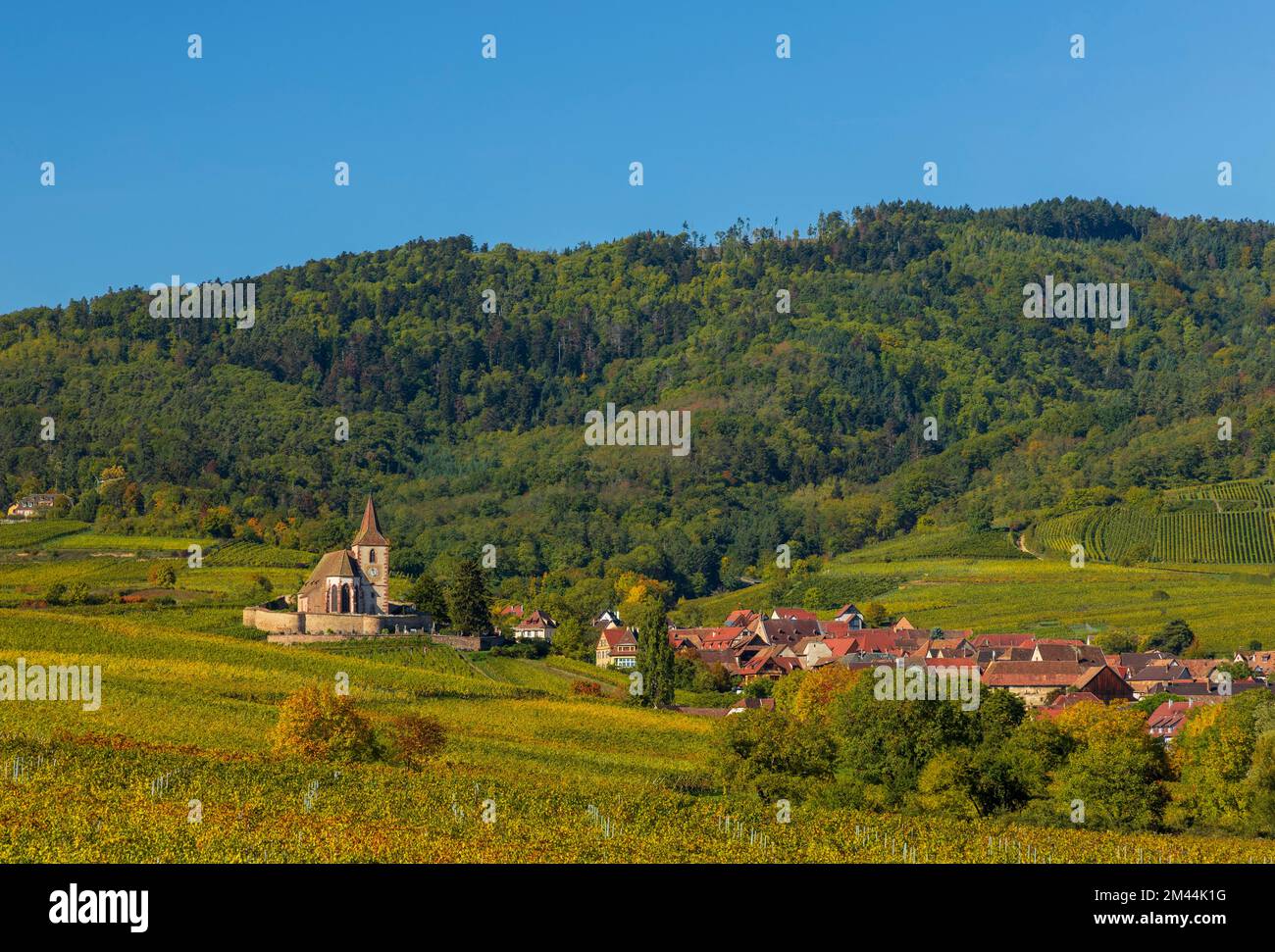 Vignobles d'automne en Alsace, Église Saint-Jacques (Saint James), Hunawihr, pays de Ribeauville, Colmar-Ribeauville, Haut-Rhin, Grand est, France Banque D'Images