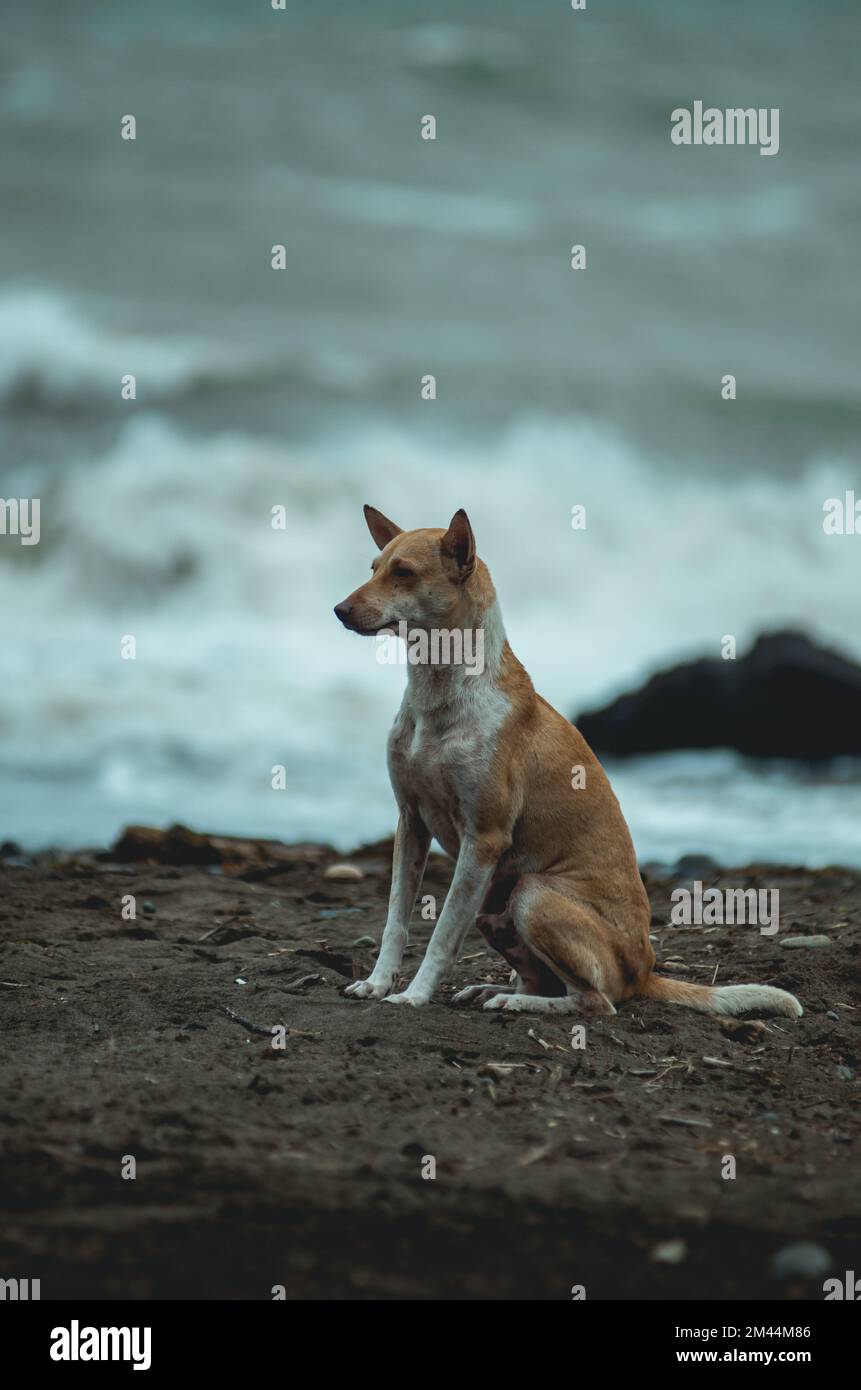 Un cliché vertical d'un chien de dingue sur la mer Banque D'Images