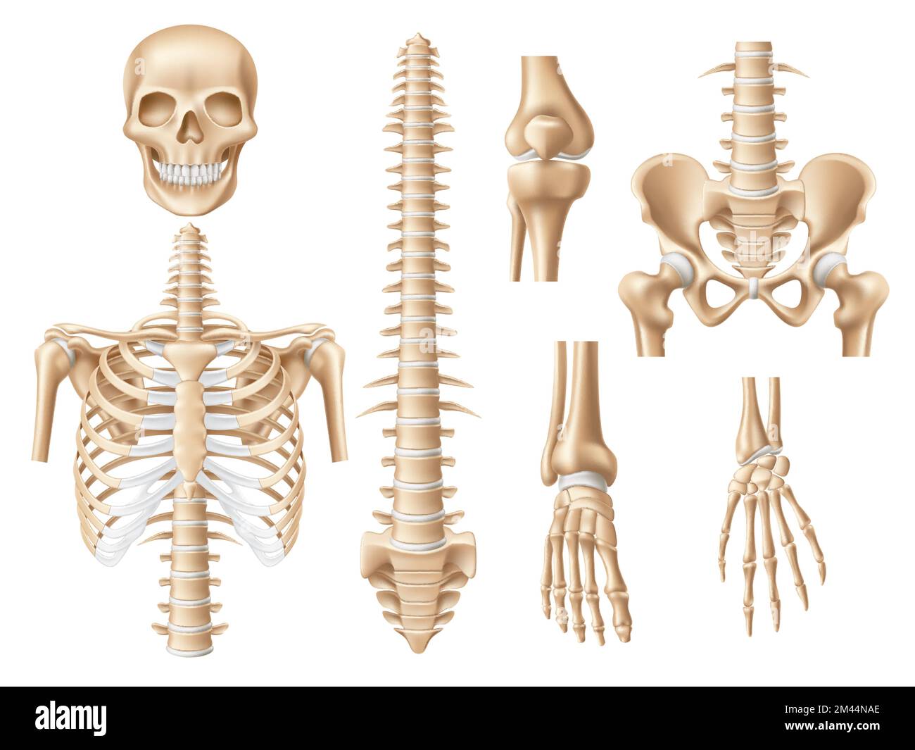 Des os humains réalistes. 3d parties du squelette anatomique, crâne, côtes, rachis et bassin, colonne vertébrale, modèle éducatif médical et artistique Illustration de Vecteur
