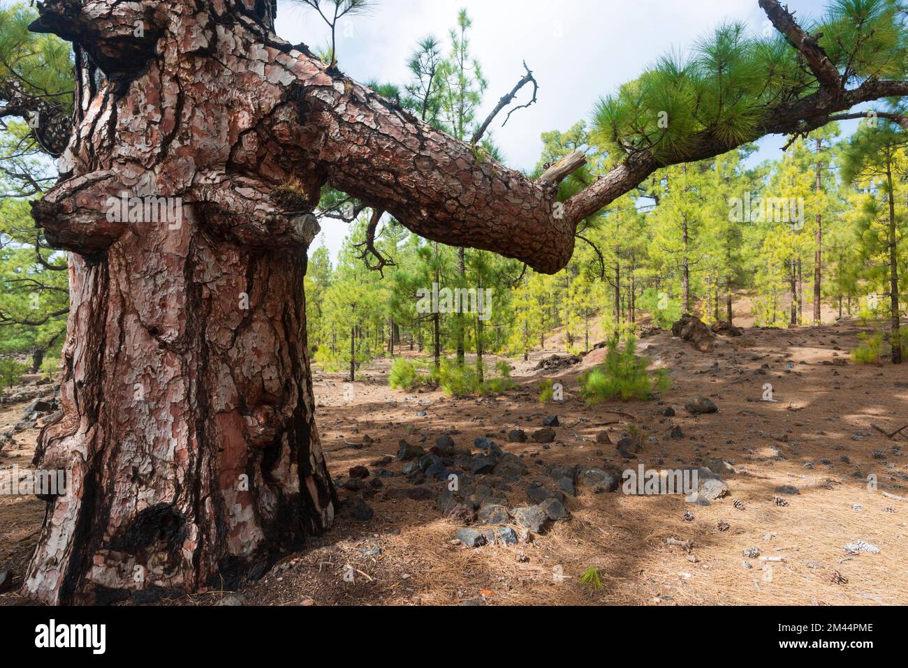 Canary Island Pine (Pinus canariensis) Arena Negras, parc national du Teide, Ténérife, Îles Canaries, Espagne Banque D'Images