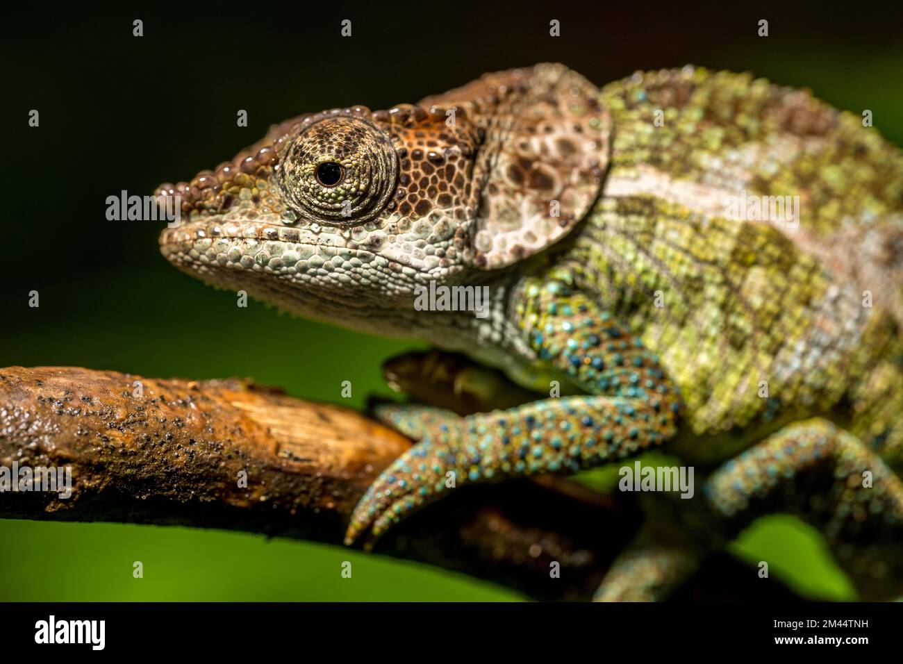 Chameleon cryptique (Calumma cryptikum), parc Mandraka, Madagascar Banque D'Images