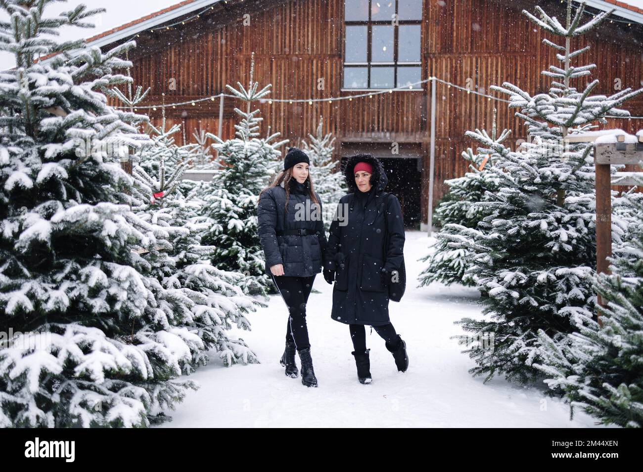 Fille dans la loi aider à acheter l'arbre de Noël pour la mère dans la loi en plein air à la foire. Enneigé Banque D'Images