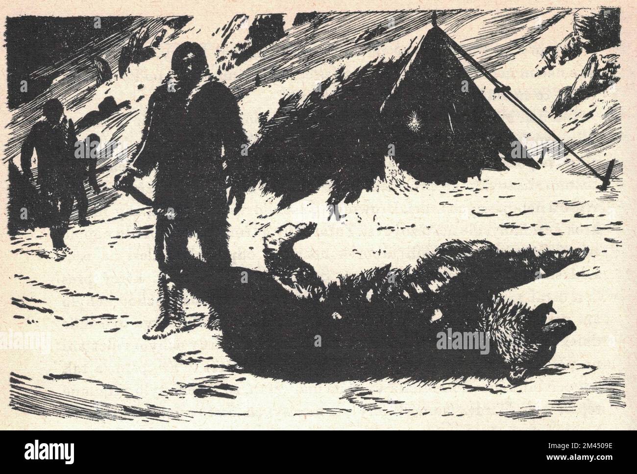 Un chasseur a attrapé un grizzli. Ancienne illustration en noir et blanc. Dessin vintage. Illustration par Zdenek Burian. Zdenek Michael Frantisek Burian (11 février 1905 à Koprivnice, Moravie, Autriche-Hongrie 1 juillet 1981 à Prague, Tchécoslovaquie) est un peintre, illustrateur de livres et paléoartiste tchèque dont les travaux ont joué un rôle central dans le développement de la reconstruction paléontologique. À l'origine reconnue uniquement en Tchécoslovaquie natale, la renommée de Burian s'est par la suite étendue à un public international au cours d'une carrière remarquable s'étendant sur six décennies (1930s à 1980s). Il est considéré par beaucoup comme un de th Banque D'Images