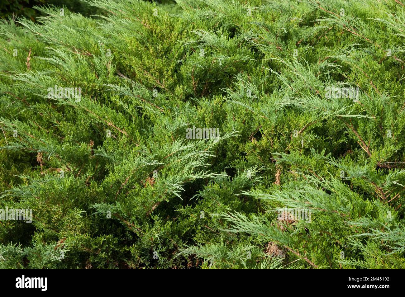 arrière-plan de conifères : buissons de genévrier verts luxuriants Banque D'Images