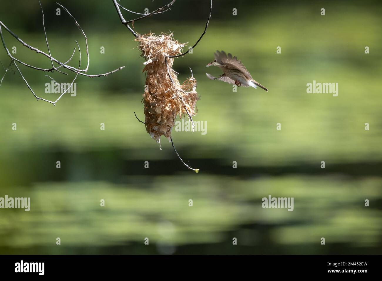 Un Honeyeater à dos brun est en mi-vol vers son nid suspendu avec du matériel de nidification aux terres humides de Cattana à Cairns, Queensland en Australie. Banque D'Images