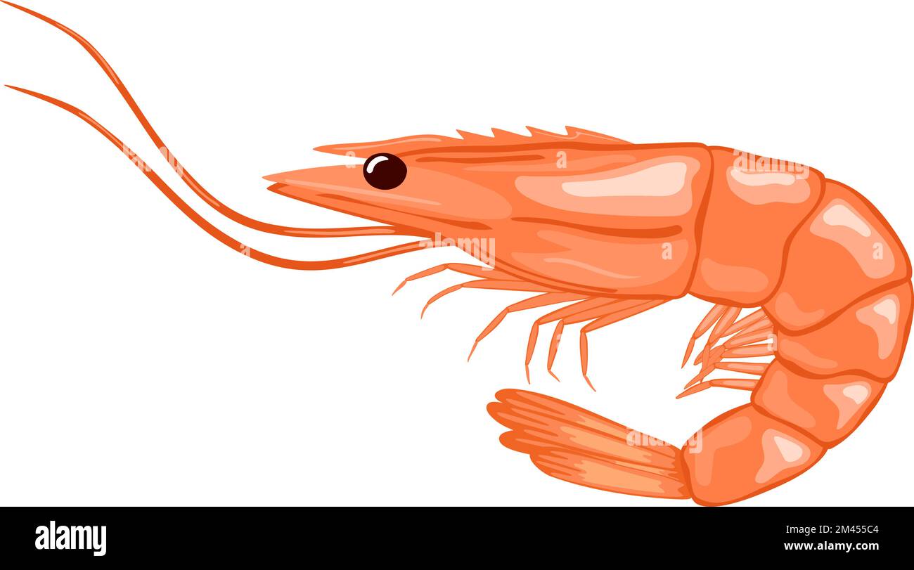 Illustration vecteur de crevettes Illustration de Vecteur