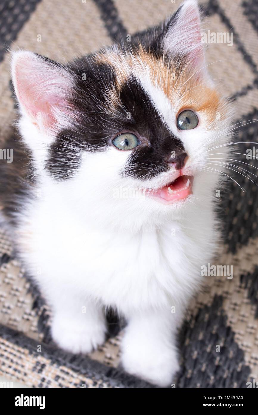 Un petit chaton tricolore se trouve au sol d'une chambre, vue sur le dessus Banque D'Images