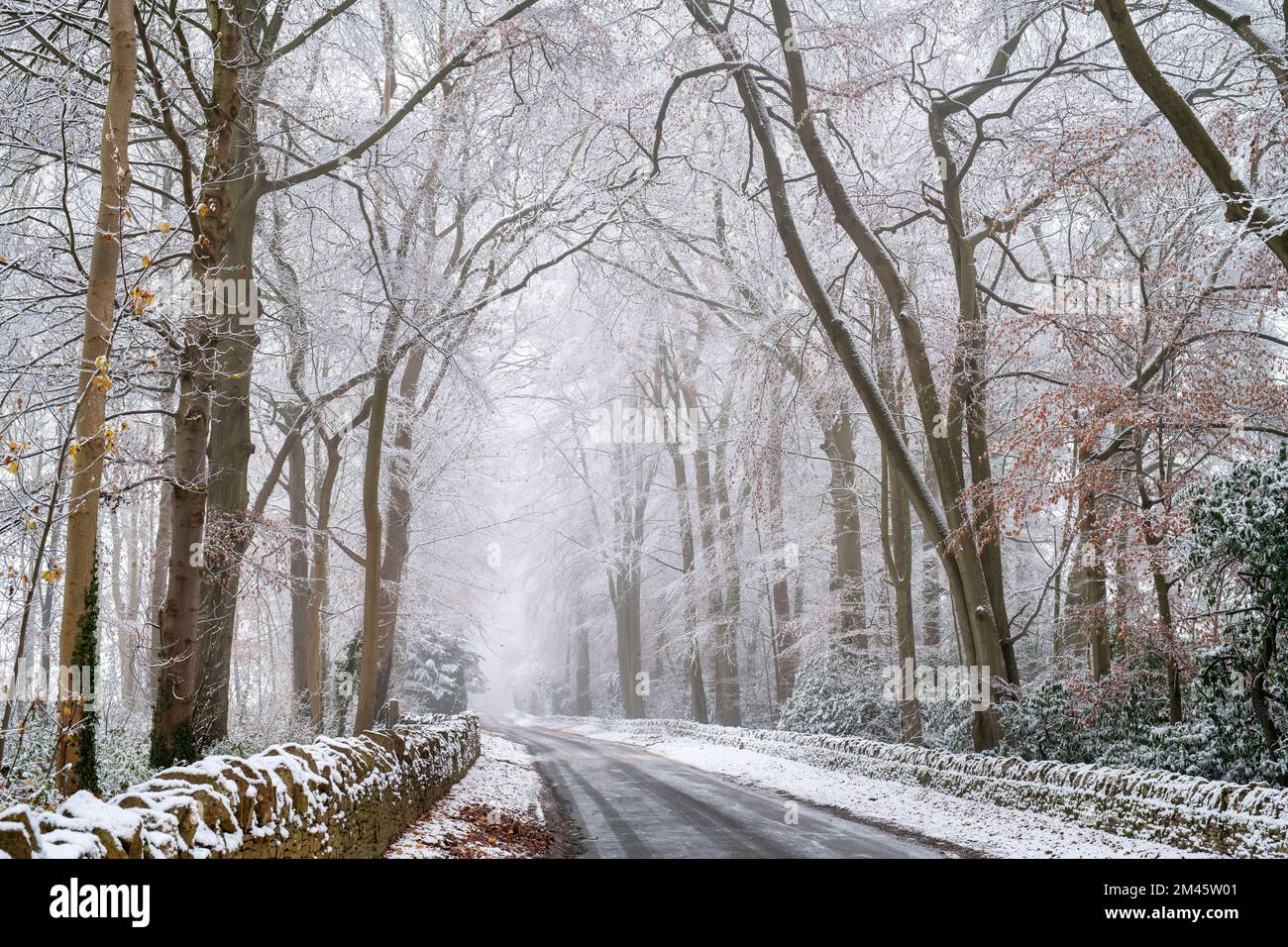 Fagus sylvatica. Hiver Beech arbres le long d'une route de campagne dans la neige. Stow on the Wold, Cotswolds, Gloucestershire, Angleterre Banque D'Images