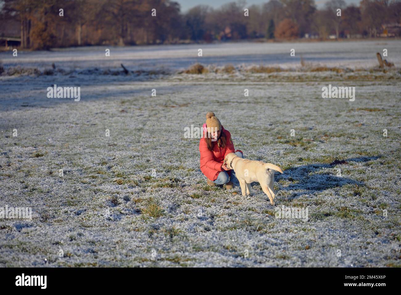 Jeune Labrador jaune retriever ramener l'outil d'entraînement factice à sa maîtresse, à l'extérieur en hiver Banque D'Images