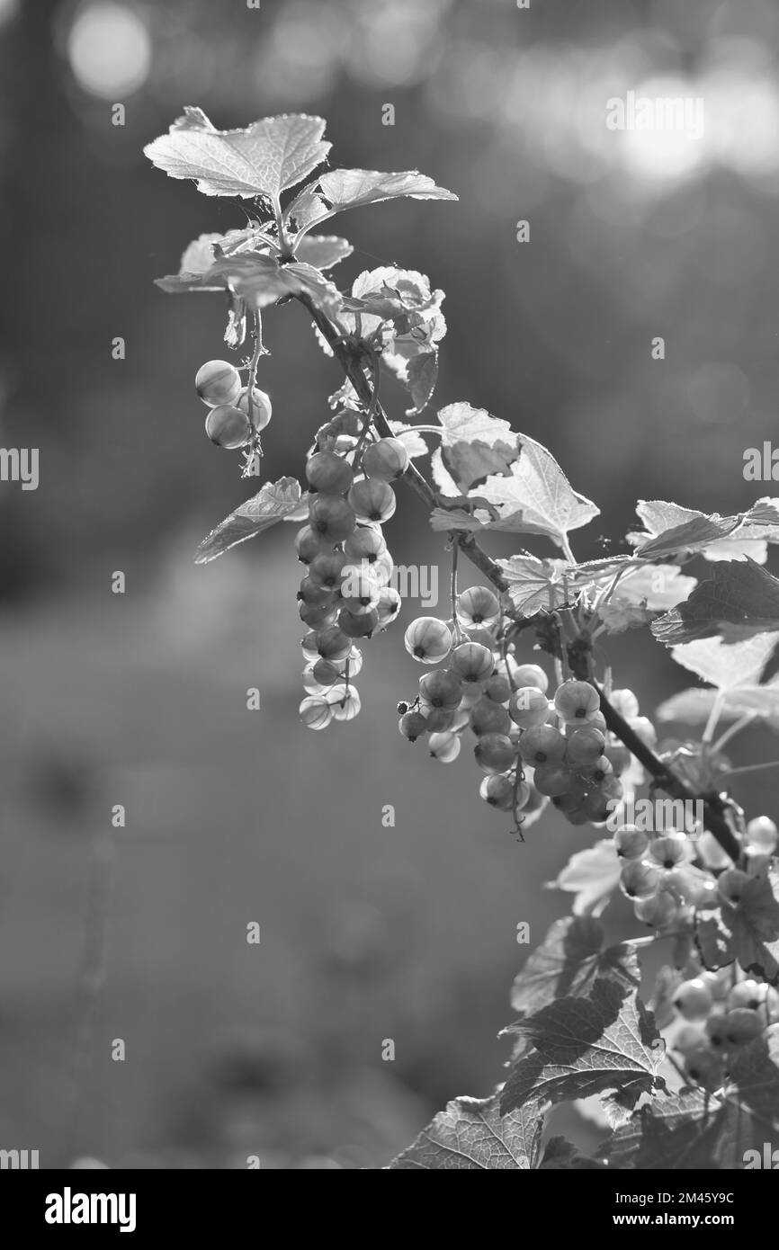 groseilles rouges sur la brousse en noir et blanc dans le jardin avec lumière du soleil en arrière-plan. Fruit riche en vitamine C. Photo de nourriture Banque D'Images