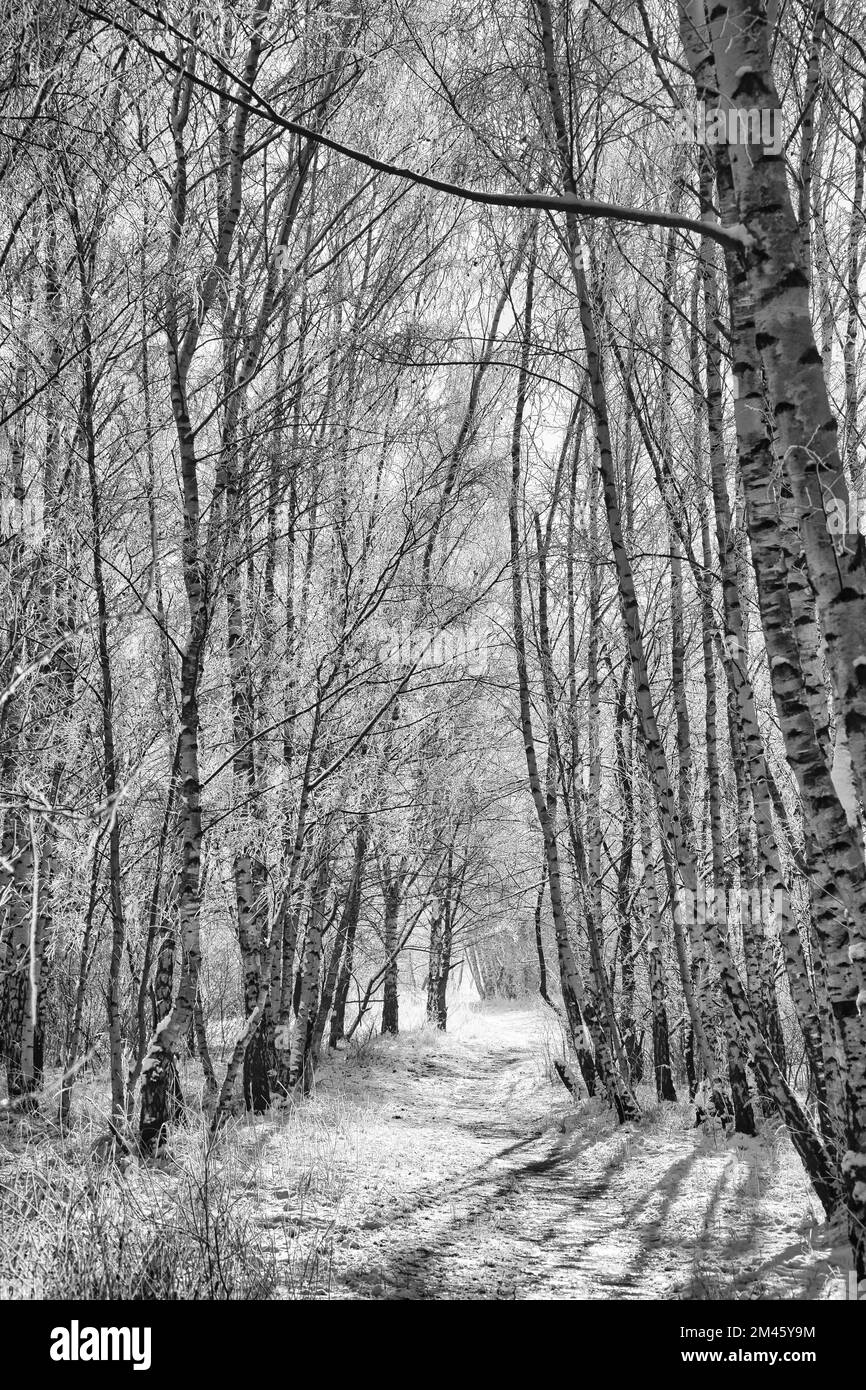 Forêt de bouleau enneigé à la périphérie de Berlin.Le gel forme des cristaux de glace sur les branches.De l'air clair et froid et des rayons du soleil lors de la marche. Banque D'Images