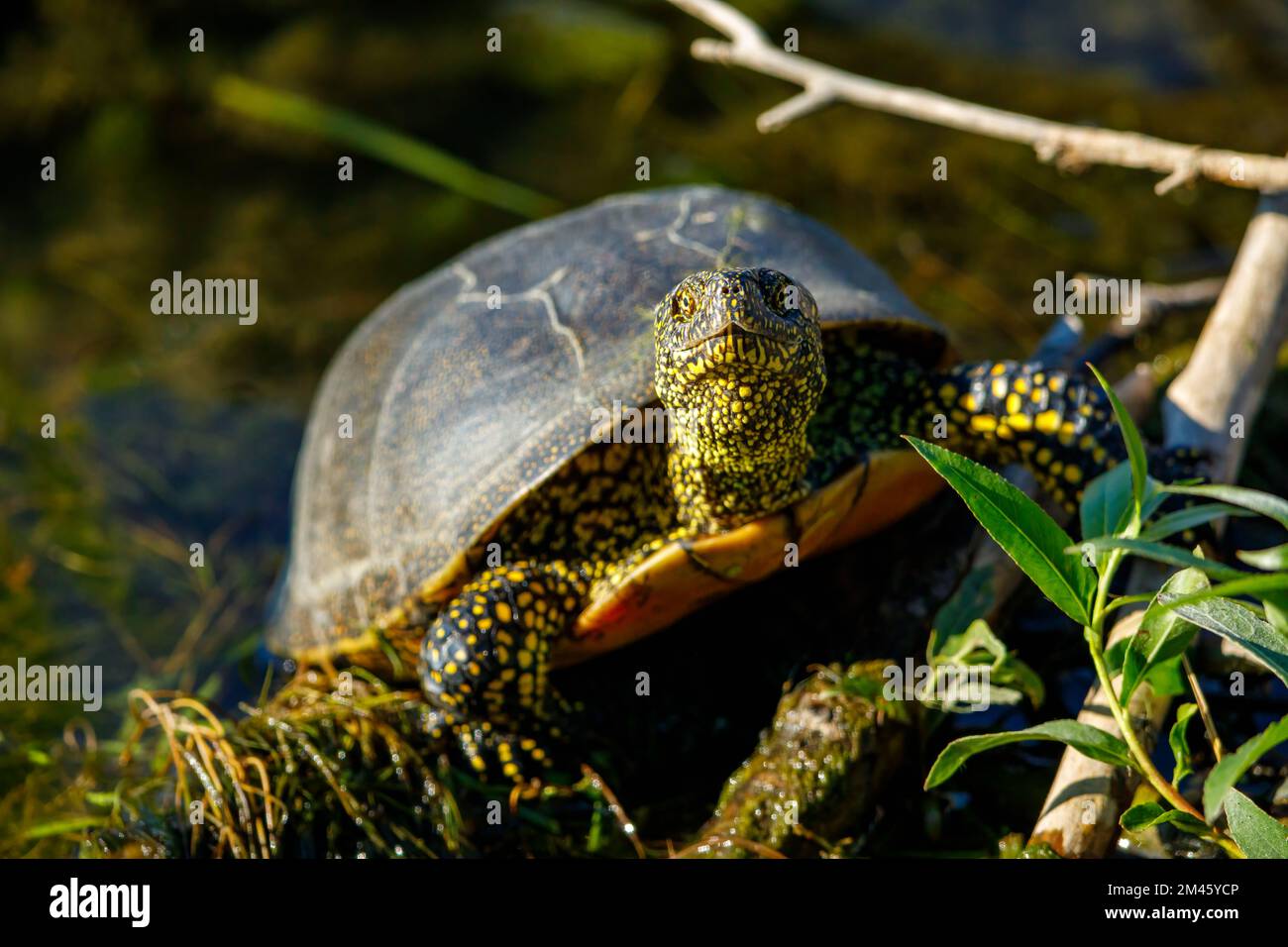 Une tortue d'étang européenne dans les marécages du delta du danube Banque D'Images