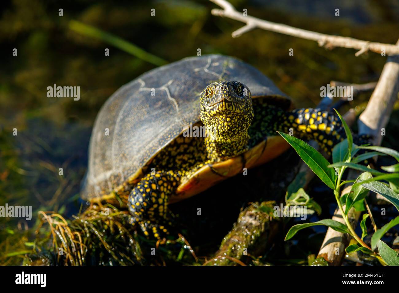 Une tortue d'étang européenne dans les marécages du delta du danube Banque D'Images