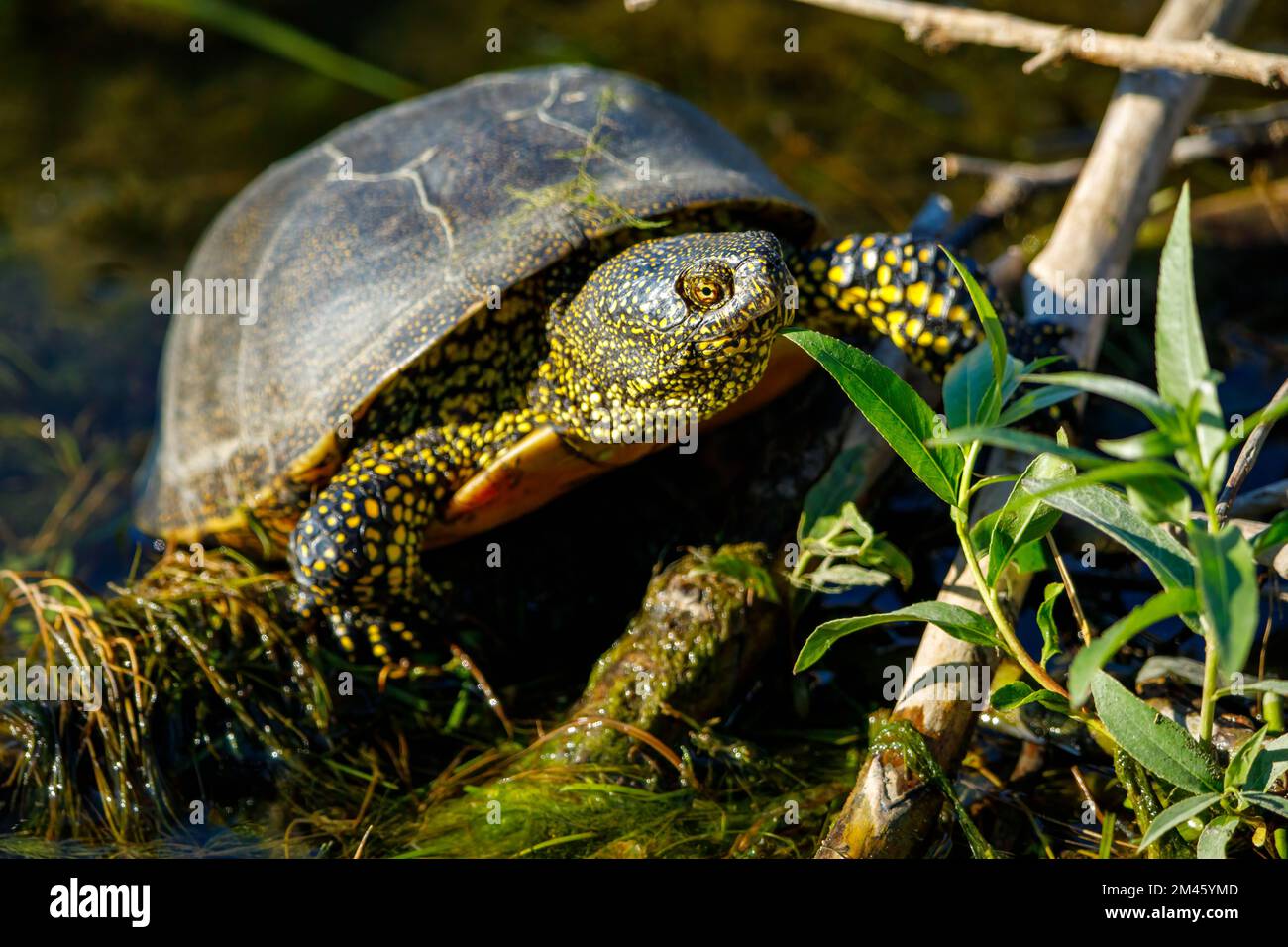 Une tortue d'étang européenne dans les marécages du delta du danube Banque D'Images