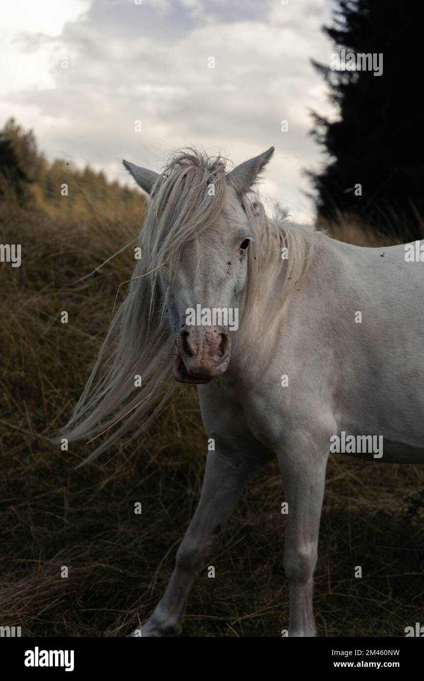 Un cliché vertical d'un cheval blanc gracieux dans le champ Banque D'Images