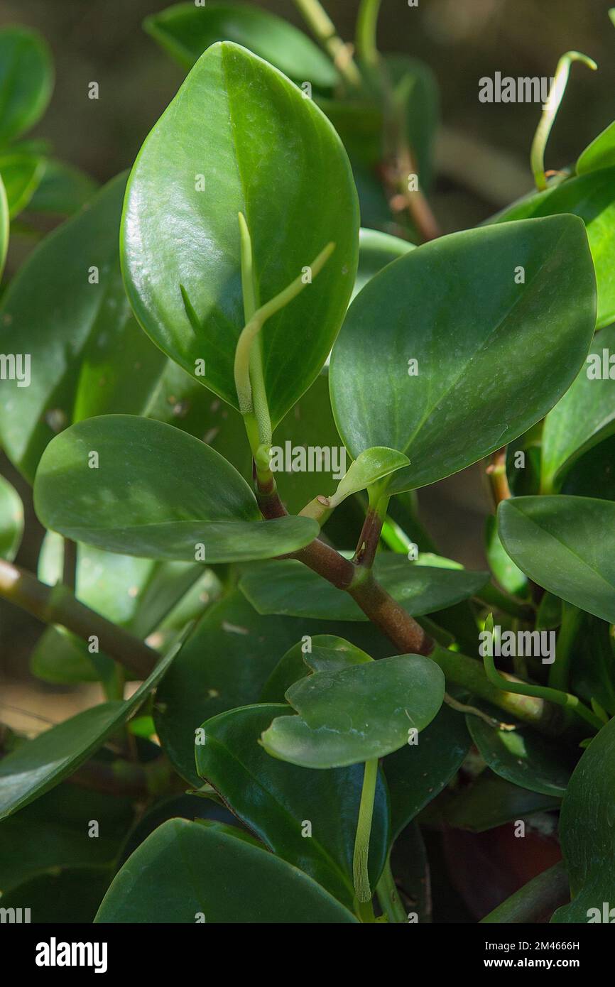 Bébé rubberplant (Peperomia obtusifolia). Piperaceae. Plante herbacée vivace ornementale intérieure. fleurs vertes insignifiantes. Banque D'Images