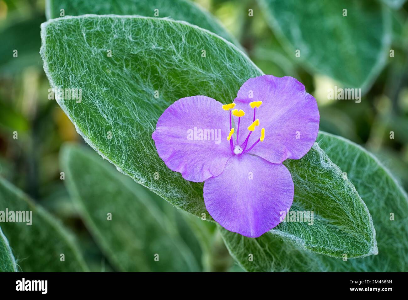 Velours blanc (Tradescantia sillamontana), Commelinaceae. herbe succulente  vivace cultivée dans les jardins. fleur violette Photo Stock - Alamy