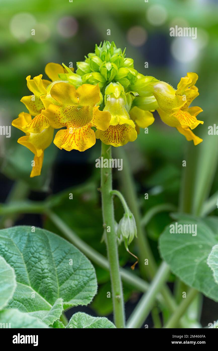 licorne jaune (Ibicella lutea, Martynia lutea, Proboscidea lutea).  Martyniaceae. Plante herbacée vivace. Fleur jaune décorative Photo Stock -  Alamy