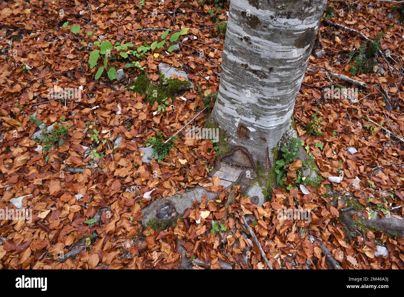 Base du tronc d'arbre de hêtre européen et de l'écorce argentée, Fagus sylvatica et feuilles d'automne Banque D'Images