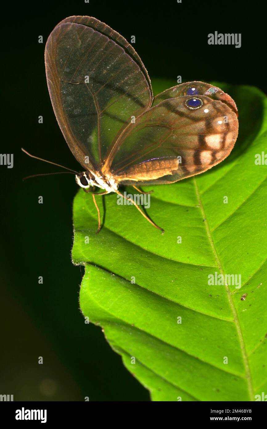 Papillon tropical, forêt tropicale, bassin de la rivière Napo, Amazonie, Équateur Banque D'Images