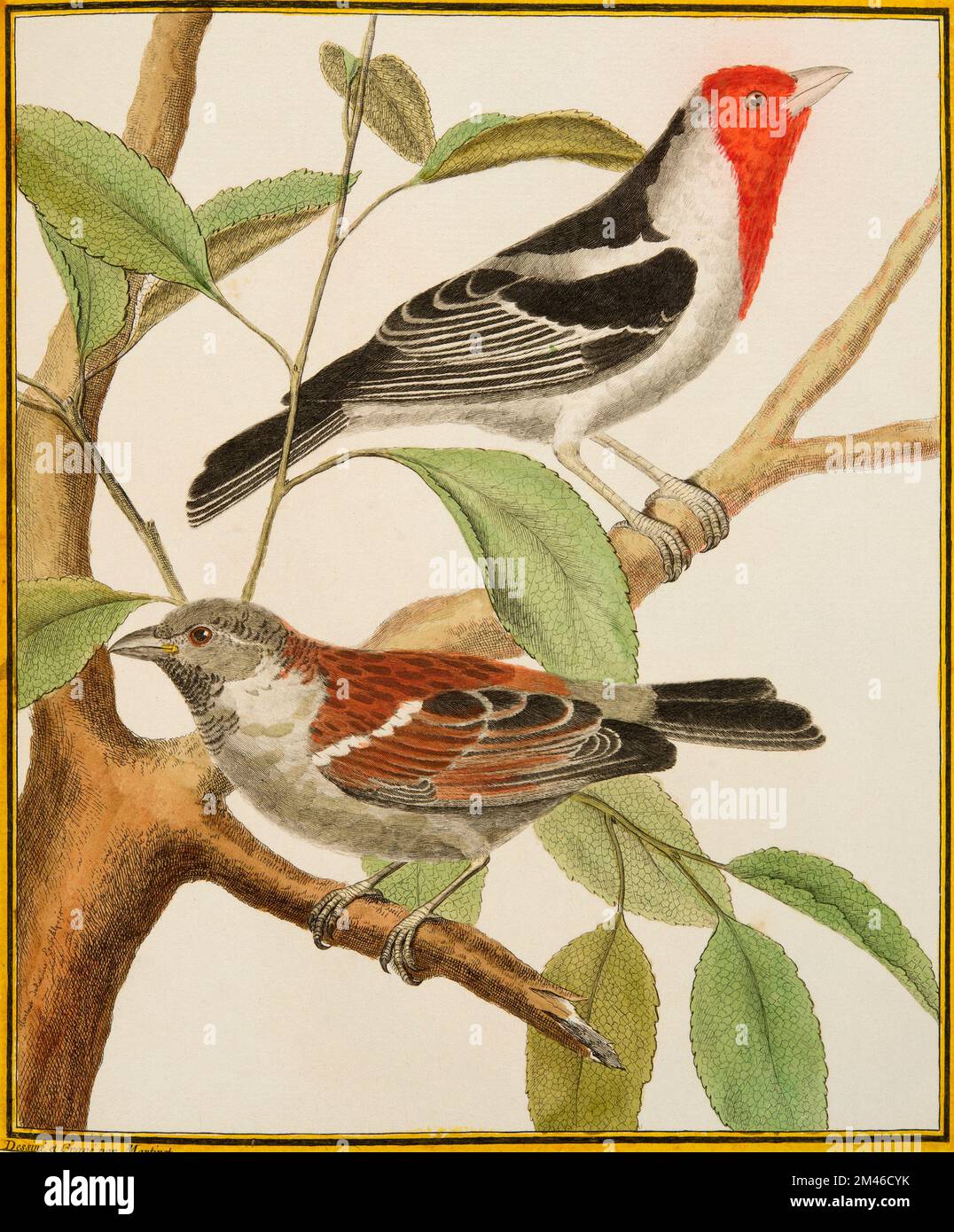 Jeune Frank Sparrow et Cardinal dominicain : plaque illuminée de l'Histoire naturelle des oiseaux par Georges Louis Leclerc, Comte de Buffon, vers 17777 Banque D'Images