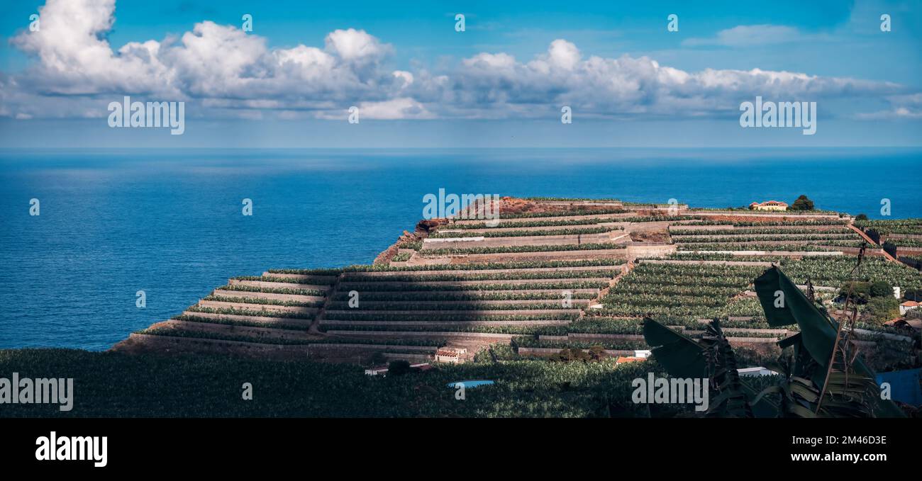 Terrasses de plantations de bananes sur l'île de la Palma Banque D'Images